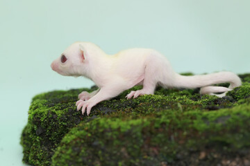 A one month old albino sugar glider baby on a green background. This marsupial mammal has the...