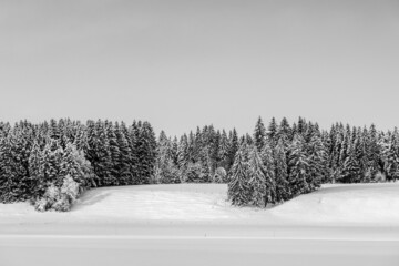Schneelandschaft mit Fichten