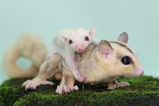 A mother sugar glider holds her baby to protect her baby from predators. This marsupial mammal has the scientific name Petaurus breviceps. 