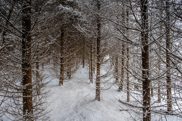 Pfad im Winterwald mit Schnee und jungen Fichten