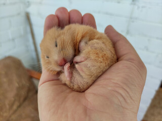 Cute hamster sleeps in hand curled up