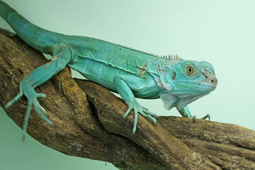 A blue iguana (Iguana iguana) with an elegant pose.