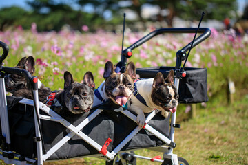 カートに乗って公園を散歩する4匹のフレンチ・ブルドッグ