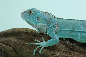 A blue iguana (Iguana iguana) with an elegant pose.