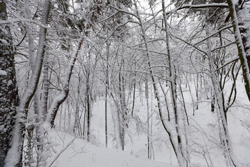 trees growing in the park covered with snow and ice