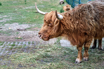 Schottisches Hochlandrind ( Bos taurus ).