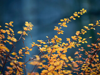 Bright orange autumn bush leaves