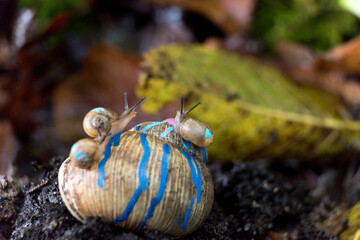 Painted burgundy snail with baby snails