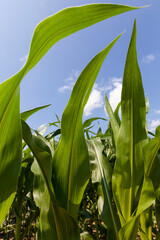 Obraz premium green young corn in an agricultural field