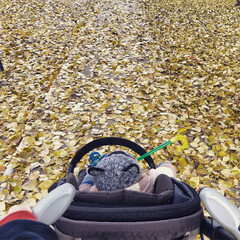 autumn leaves on the stone