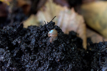 Painted burgundy snail with baby snails