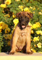 small puppy malinois dog sits on a background of yellow roses