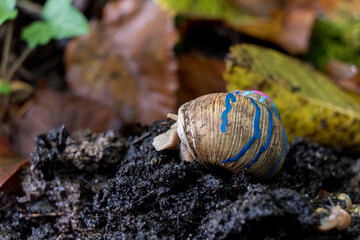 Painted burgundy snail with baby snails