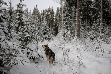 Siberian husky dog walking around snowy winter forest in Latvia. Sniffing air. Snow covered pathwau between big coniferous trees. Looking for nice Christmas tree