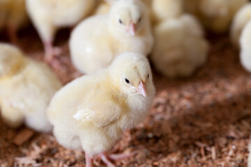 young small chickens in a chicken meat factory