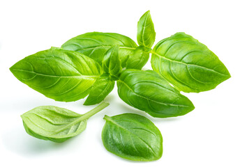 Macro shot of fresh green basil leaves isolated on white background.