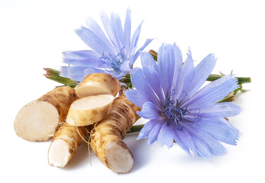 Chicory flowers and roots close up on the white background.