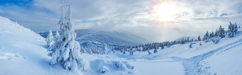 Panoramic landscape of a snowy forest in the mountains on a sunny winter day. Ukrainian Carpathians, near Mount Petros.