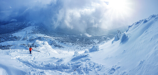 Panoramic landscape of a snowy forest in the mountains on a sunny winter day whis. Ukrainian Carpathians, near Mount Petros, there is one tourist.