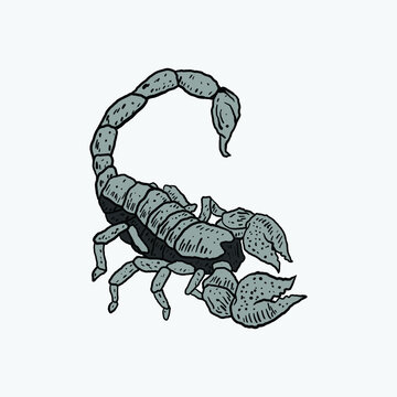 scorpion hand drawn vector illustration