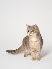 Funny fluffy grey cat of British breed with big yellow-green eyes on a white background: a place for text, vertical image