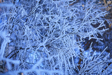 branches covered with frost background abstract winter december view