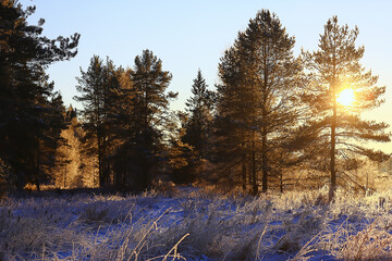 sunny view in winter forest, sun landscape nature