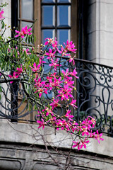 Fototapeta na wymiar flowers in a balcony