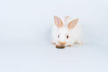 Obraz premium Adorable tiny white and brown rabbit hungry eating cookie carrot while sitting over isolated white background. Easter animal bunny with food concept.