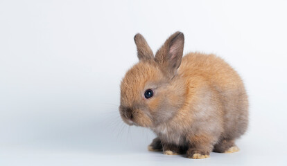 Adorable newborn baby brown rabbit bunnies looking at something while sitting over isolated white...