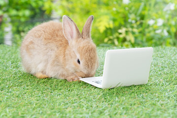 Newborn tiny brown bunny with small laptop sitting on the green grass. Lovely baby rabbit looking at notebook on lawn natural background. Easter fluffy rodent concept