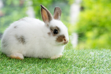 Lovely furry baby white and brown rabbit looking at something while sitting on green grass over bokeh nature background. Easter animal new born bunny concept.