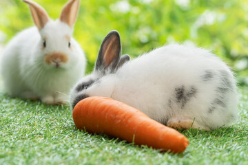 Adorable newborn white, gray baby rabbit eating fresh orange carrot with white brow bunny while...