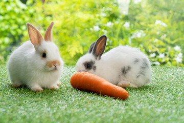 Adorable newborn white, gray baby rabbit eating fresh orange carrot with blur white brow bunny while sitting together on green meadow over nature background. Select focus.