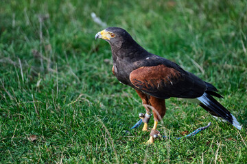 Wüstenbussard ( Parabuteo unicinctus ).