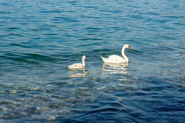White Swans at Lake Garda in Italy