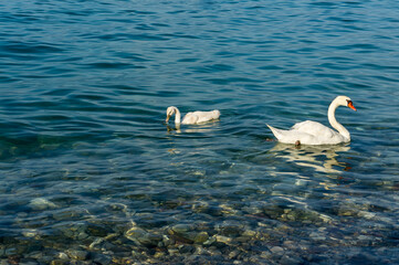 White Swans at Lake Garda in Italy