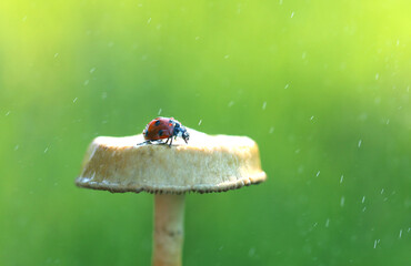 Ladybug on a mushroom in the rain 