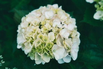 弓削寺の紫陽花