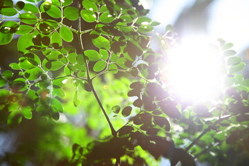 moringa oleifera with fresh morning dew and sun light rays. 