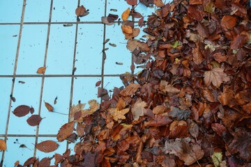 Braune Laubblätter auf blauen Kacheln in einem Schwimmbad im Herbst