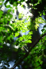 Fototapeta na wymiar moringa oleifera with fresh morning dew and sun light rays. 