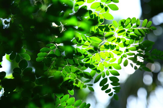 Fresh nature abstract image with tropical moringa oleifera leaves.