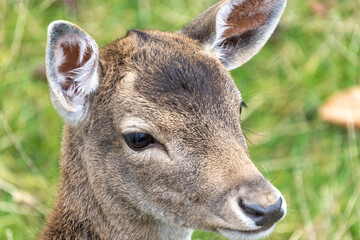 A young deer fawn on the grass fields and meadows of the Lindenhof Park in Rappesrwil, St. Gallen, Switzerland