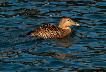 Exotic immigrants; A colony of Eider Ducks, normally inhabiting marine environments in northern latitudes, has permanently settled on the fresh waters of the Upper Zurich Lake (Obersee), Switzerland