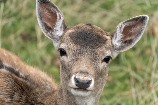 A young deer fawn on the grass fields and meadows of the Lindenhof Park in Rappesrwil, St. Gallen, Switzerland