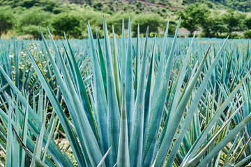 Plantación de agave azul en el campo para hacer tequila concepto industria tequilera
Plantación,...