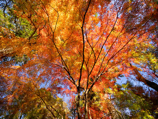 紅葉したカエデの木