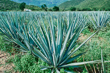 Blue agave plantation in the field to make tequila tequila industry tequila concept
