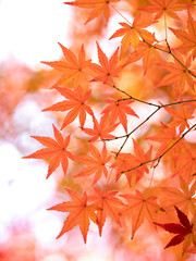 紅葉したカエデの葉